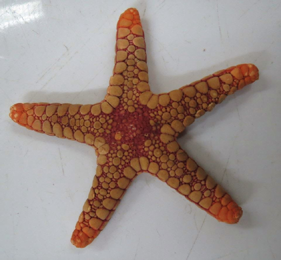  Paraferdina sohariae (Sohari Sea Star)
